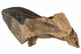 Rooted Triceratops Tooth - South Dakota #70139-2